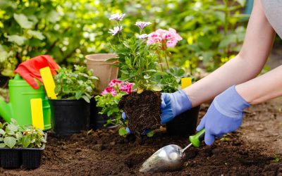 5 Top Gardening Tips for Beginners